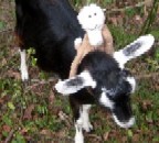 Brigand's Grove button