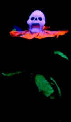 Red Skeleton Flower in the Black Light