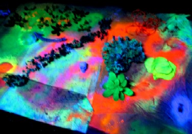 The Cardboard Used to Paint Fluorescent Plants