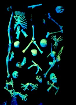 Skeleton Tree Black Lit