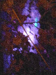 Skeleton Tree Black Lit Entry