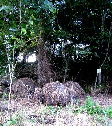 Hay in front of path to John Work House