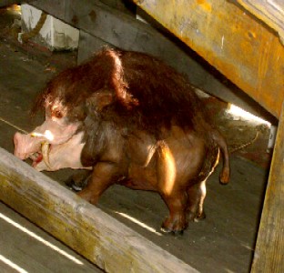 The latex board below the gangplank