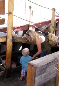 Little kid looking at the boar
