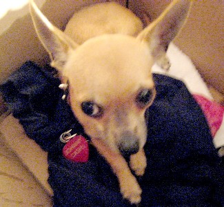 Feng Shui Contemporary Artist's Dog