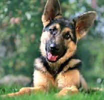 Confused German Shepherd