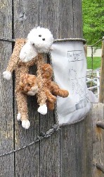 Lob & Kitten on Mast 2