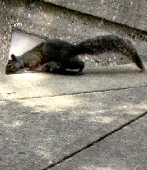 Squirrel Doing Parkour