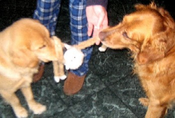 Lob Being Torn Asunder by Dogs