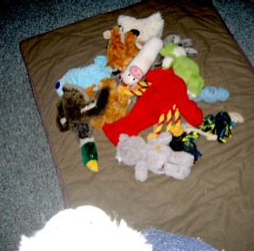 Lob Looking at Dog Toys