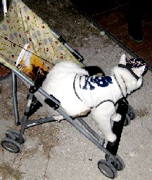 Pirate cat in stroller side