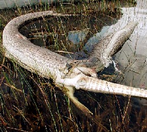 Python vs. Gator - no winner