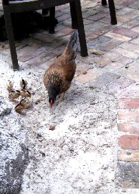 Blue Heaven Hen and Chicks