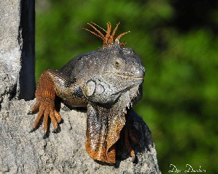 Iguana on a Rock