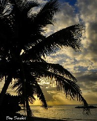 Palm Tree on Fort Taylor Beach