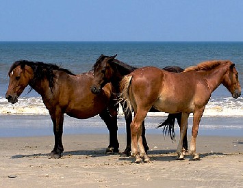 Banker Ponies in NC