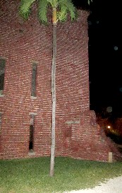 A Palm Tree at East Martello Tower