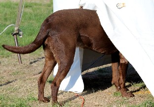 Dog poking head in tent