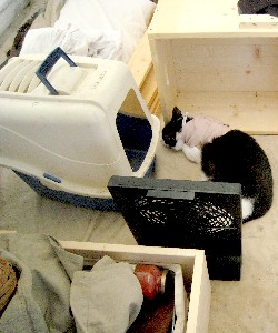 Kramer the reenacting cat