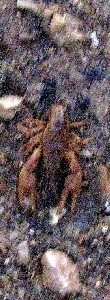 A crawfish