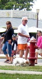 Dog sniffing a fire hydrant