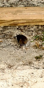 A bird going after scraps