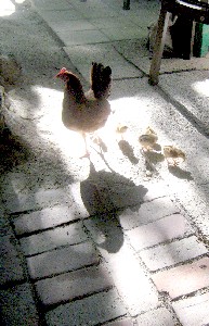 Blue Heaven's chickens