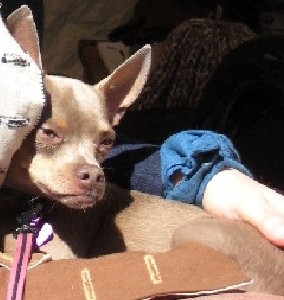 The scared Chihuahua