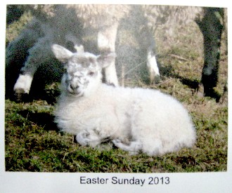 The Front of the Card