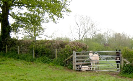 A Pen Y Parc Hedge with Inmates