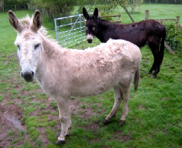 Lorenzo and Evie the donkeys