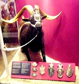 The Royal Fusiliers Regimental Goat Front