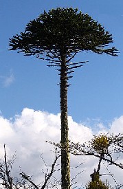 A Monkey Puzzle Tree