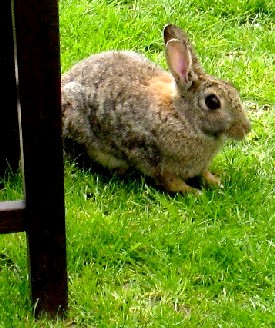Close up of the Portmeirion Rabbit