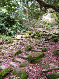 Flowers on Steps
